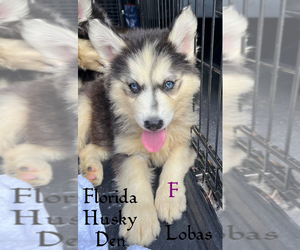 Siberian Husky Puppy for sale in NEW PORT RICHEY, FL, USA
