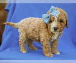 Small #3 Cavapoo (Miniature)