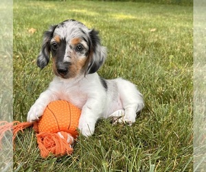 Dachshund Puppy for sale in MIDDLEBURY, IN, USA