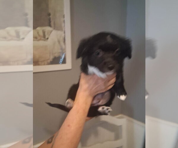 Medium Photo #3 Chihuahua-Unknown Mix Puppy For Sale in Grafton, WI, USA