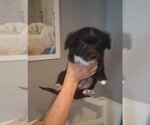 Small #2 Chihuahua Mix