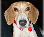 Small #6 Beagle