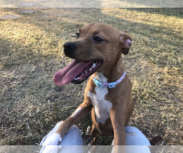 Medium Photo #4 American Pit Bull Terrier-Dachshund Mix Puppy For Sale in Thorndale, TX, USA