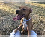 Small #3 American Pit Bull Terrier-Dachshund Mix