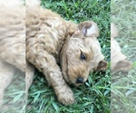 Small Photo #8 Goldendoodle Puppy For Sale in WOODLAND, AL, USA