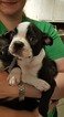 Small Photo #14 Boston Terrier Puppy For Sale in BRKN ARW, OK, USA
