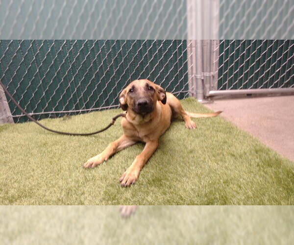 Medium Photo #1 German Shepherd Dog Puppy For Sale in Downey, CA, USA