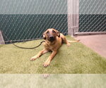 HELENA - Female German Shepherd Dog Dog for Adoption - Small photo