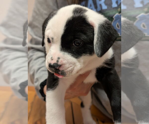 Medium Photo #3 American Staffordshire Terrier-Unknown Mix Puppy For Sale in Holly Springs, NC, USA