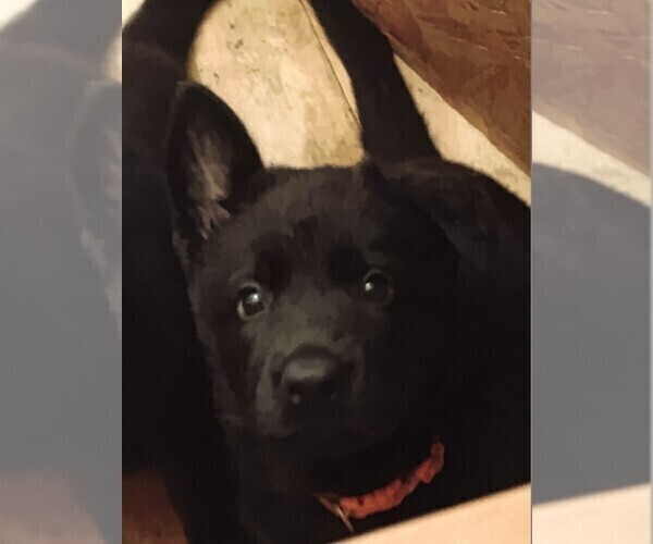 Medium Photo #3 German Shepherd Dog Puppy For Sale in GALION, OH, USA