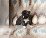 Small Photo #14 Alusky-Dutch Shepherd Dog Mix Puppy For Sale in VINTONDALE, PA, USA