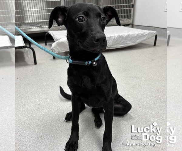 Medium Photo #2 Labrador Retriever-Unknown Mix Puppy For Sale in Washington, DC, USA
