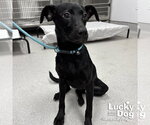 Small #1 Labrador Retriever Mix