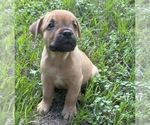 Small #7 American Staffordshire Terrier-Labrador Retriever Mix