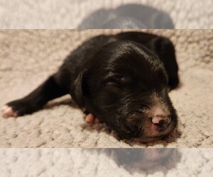 Aussiedoodle Puppy for sale in COLUMBIA, TN, USA