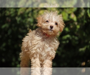 ShihPoo Puppy for sale in DYERSBURG, TN, USA