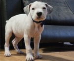Small #5 Bullboxer Pit