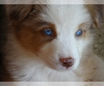 Small Photo #26 Australian Shepherd Puppy For Sale in OZARK, AR, USA