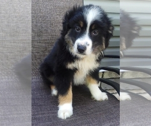 Miniature Australian Shepherd Puppy for sale in FREDERICKSBURG, OH, USA