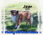 Small Miniature Australian Shepherd