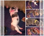 Small Photo #24 American Bully Puppy For Sale in PEMBERTON, NJ, USA