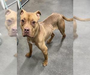 American Bulldog-Unknown Mix Dogs for adoption in Forestville, MD, USA
