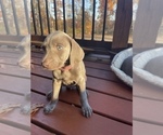 Small Photo #2 Weimaraner Puppy For Sale in KNOXVILLE, TN, USA