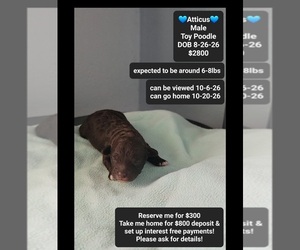 Poodle (Toy) Puppy for sale in TUCSON, AZ, USA