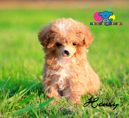 Poodle (Toy) Puppy for sale in CORNING, CA, USA