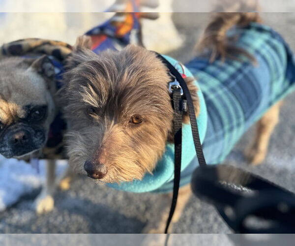 Medium Photo #12 Pekingese-Unknown Mix Puppy For Sale in Oak Bluffs, MA, USA