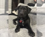 Small #5 Labrador Retriever Mix
