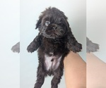Small #2 Shih Tzu