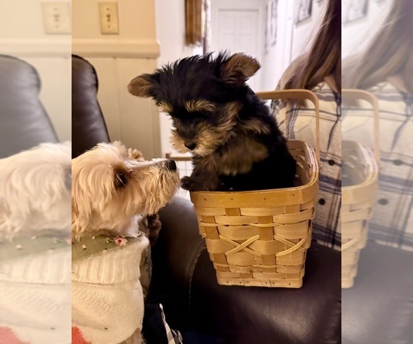 Medium Photo #10 Yorkshire Terrier Puppy For Sale in ATLANTA, GA, USA