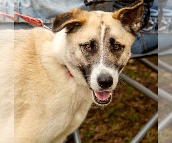 Medium Photo #4 Mutt Puppy For Sale in Canton, CT, USA