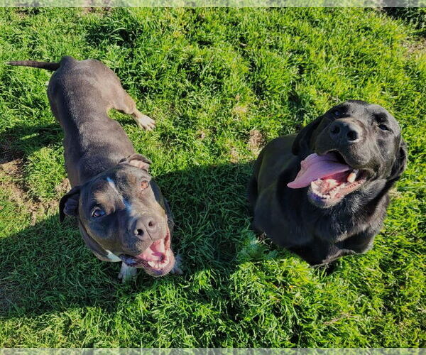Medium Photo #3 American Pit Bull Terrier-Unknown Mix Puppy For Sale in Chico, CA, USA