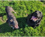 Small #2 American Pit Bull Terrier Mix