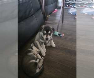 Medium Alaskan Klee Kai