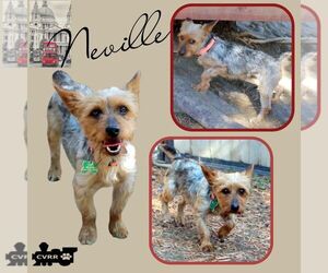 Mutt Dogs for adoption in Lindsay, CA, USA