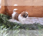 Small Photo #3 Shih Tzu-Zuchon Mix Puppy For Sale in GREENWOOD, WI, USA