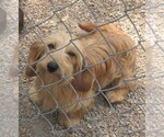Small Photo #1 Dachshund Puppy For Sale in RATTAN, OK, USA