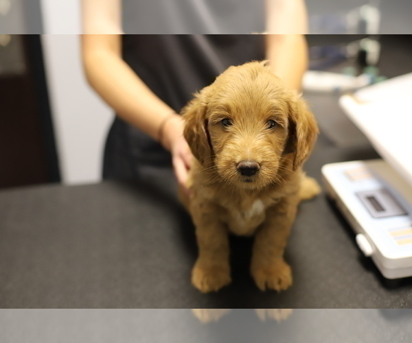 Medium Photo #6 Goldendoodle Puppy For Sale in FOREST PARK, IL, USA