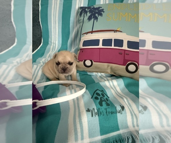 Medium Photo #22 French Bulldog Puppy For Sale in OPP, AL, USA