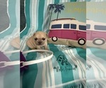 Small #21 French Bulldog