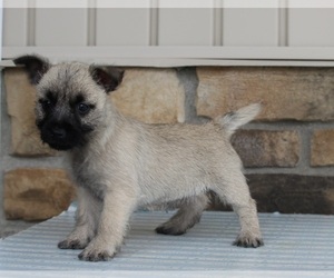 Cairn Terrier Puppy for sale in MILLERSBURG, OH, USA
