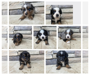 Miniature Australian Shepherd Puppy for sale in BROOKSVILLE, FL, USA