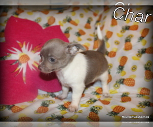 Mother of the Chihuahua puppies born on 02/08/2025