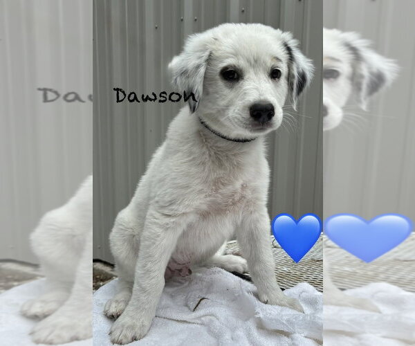 Medium Photo #1 Australian Shepherd Puppy For Sale in Brewster, NY, USA