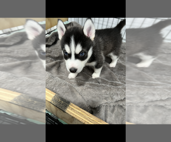 Medium Photo #9 Siberian Husky Puppy For Sale in BUTLER, NJ, USA