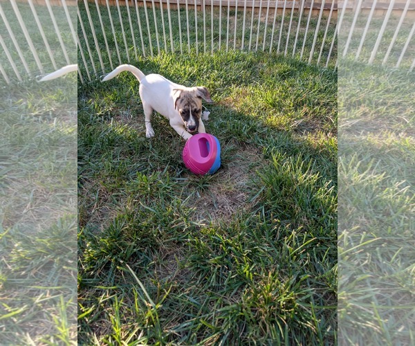 Medium Photo #12 Labrador Retriever-Unknown Mix Puppy For Sale in Holly Springs, NC, USA