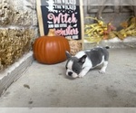 Small #10 French Bulldog
